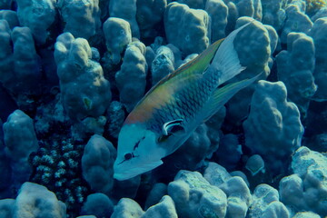 Slingjaw wrasse (Epibulus insidiator) undersea, Red Sea, Egypt, Sharm El Sheikh, Montazah Bay