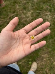 hand holding a daisy