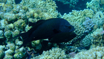 Slingjaw wrasse (Epibulus insidiator) undersea, Red Sea, Egypt, Sharm El Sheikh, Montazah Bay