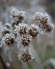 Burdocks in Hoarfrost