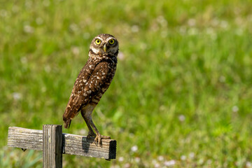 Burrowing owl perched near its nest