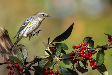 Yellow-rumped Warbler perched on a vine with red berries