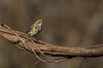Yellow-rumped warbler perched on a tree branch