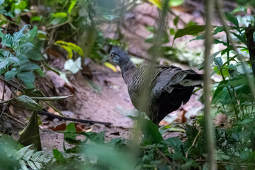 grey peacock-pheasant or Polyplectron bicalcaratum, also known as Burmese peacock-pheasant, Dehing Patkai, Assam, India
