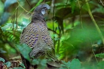 grey peacock-pheasant or Polyplectron bicalcaratum, also known as Burmese peacock-pheasant, Dehing Patkai, Assam, India