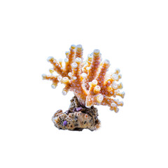 Coral Reef Wonder: A striking coral specimen in its natural hues of vibrant orange and subtle cream, isolated to highlight the intricate beauty and complexity of marine life. 