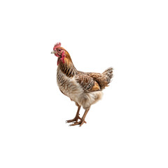 Fototapeta premium Rustic Hen's Elegant Pose: This captures the image of a beautiful hen, the rustic beauty is presented in a serene and peaceful moment, its feathers a blend of earthy tones.