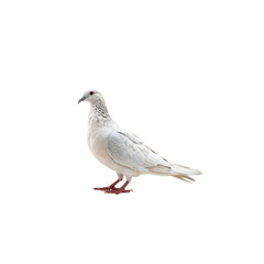 Naklejka premium Serene Dove: The image showcases a pristine white dove, symbolizing peace and purity, gracefully standing with an air of quiet dignity.
