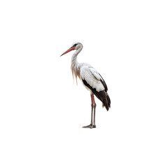 Majestic Stork Portrait: A close-up portrait of a pristine stork showcases its elegant posture, striking red beak, and a detailed capture against an empty background. ©  