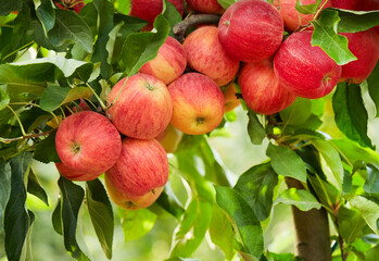 Apple branch with leaves in closeup