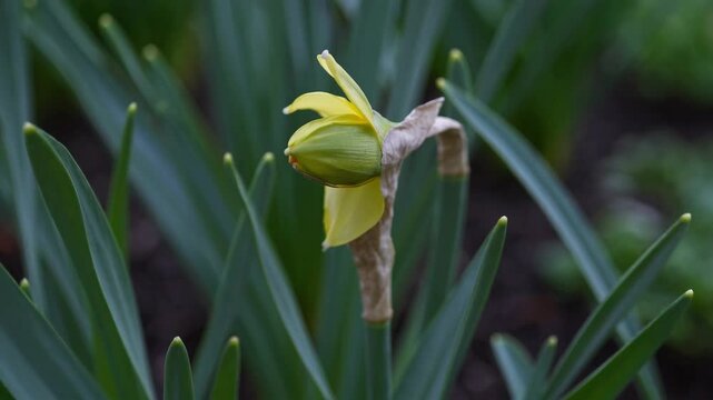 Daffodil blooming timelapse. Yellow flower bud opening into full blossom. Spring garden awakening. Nature's beauty unfolding. Botanical growth process. Close-up view