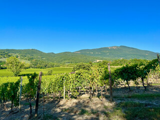 Fototapeta premium Grape plantations in Tuscany. Near towns Cetona and Piazze. View of the Tuscan mountains. Blue sky