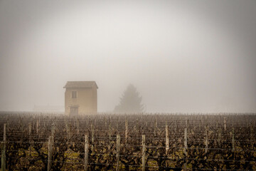 Vigne dans la brume