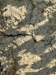 Dried earth, in cracks, but with the emergence of new life in the form of flowers. Vertical