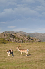 Deer and small  calf in freedom in a mountain meadow, nature and animal world