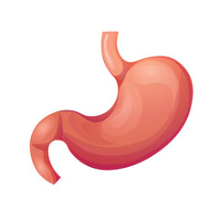 Human stomach organ. Anatomy of an internal organ. Vector illustration on white background