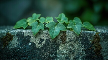 Naklejka premium Ivy Vines Growing Over Stone Wall in Garden.