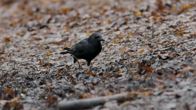 Slow Motion of a Carrion Crow Feeding in the Leaf Litter