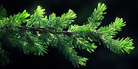 Intricate Green Pine Branch on a Dark Background with Vibrant Detail