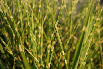 A field of grass with a few brown spots