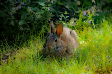 Fototapeta premium adorable wild cottontail rabbit in the grass Easter holiday animal cute nature festive nature with bokeh sunlight background