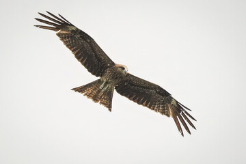 A close-up photo of a Black Kite bird in flight.