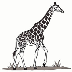 Obraz premium giraffe isolated on white