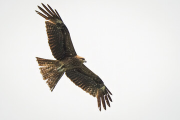 Obraz premium A close-up photo of a Black Kite bird in flight.