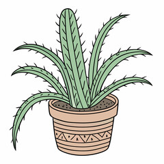 aloe vera plant isolated on white