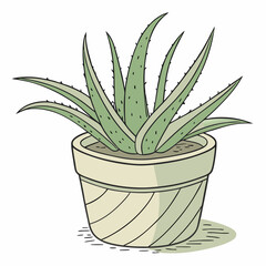 aloe vera plant in pot