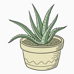 aloe vera in a pot