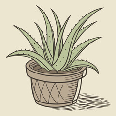 aloe vera in a pot