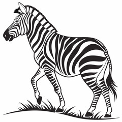 zebra vector illustration