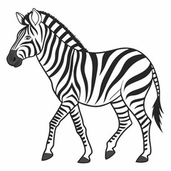 zebra isolated on white