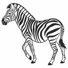 zebra isolated on white