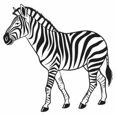 zebra vector illustration