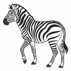 zebra vector illustration