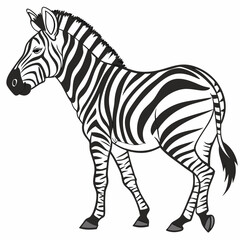 zebra vector illustration