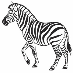 zebra vector illustration