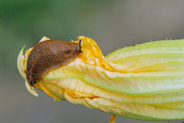 Spanish slug, Arion vulgari on zucchini flower.