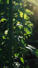 Obraz premium Sunlit Green Leaves Backlit by Sunlight Botanical Nature Photography