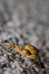 Yellow Crab Spider on Pebbles – Macro Photography