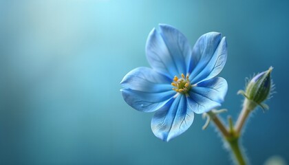 Blue flower with delicate petals on soft blue background