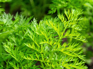 Bright green leaves against a background of fresh carrots create a harmonious composition that...