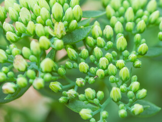 Macro photography of the greenery of plants opens up a wonderful world of the smallest details, emphasizing the beauty and diversity of nature.