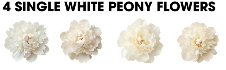 Group of white Spring Peony flower single blossom blooms top view isolated on transparent background.