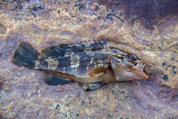 Spotted Red Grouper, Fish in the Ocean