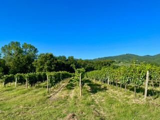 Fototapeta premium Grape plantations in Tuscany. Near towns Cetona and Piazze. View of the Tuscan mountains. Blue sky