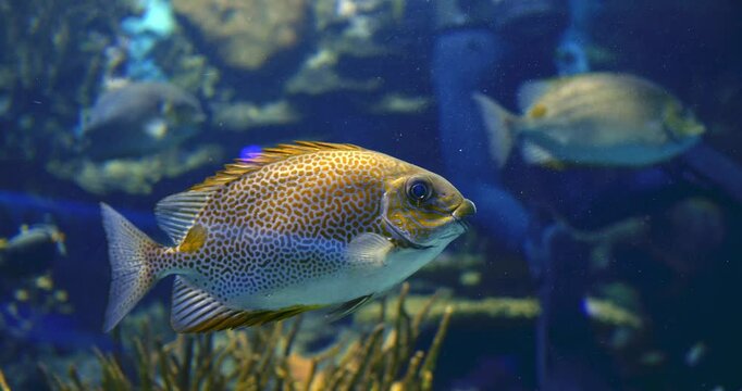 Golden rabbitfish swimming gracefully through vibrant coral reef, speckled body shimmering, navigating colorful underwater marine ecosystem with elegance. Underwater ecosystem concept