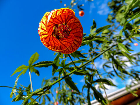 Lanterna Chinesa Flower (Abutilon striatum)
